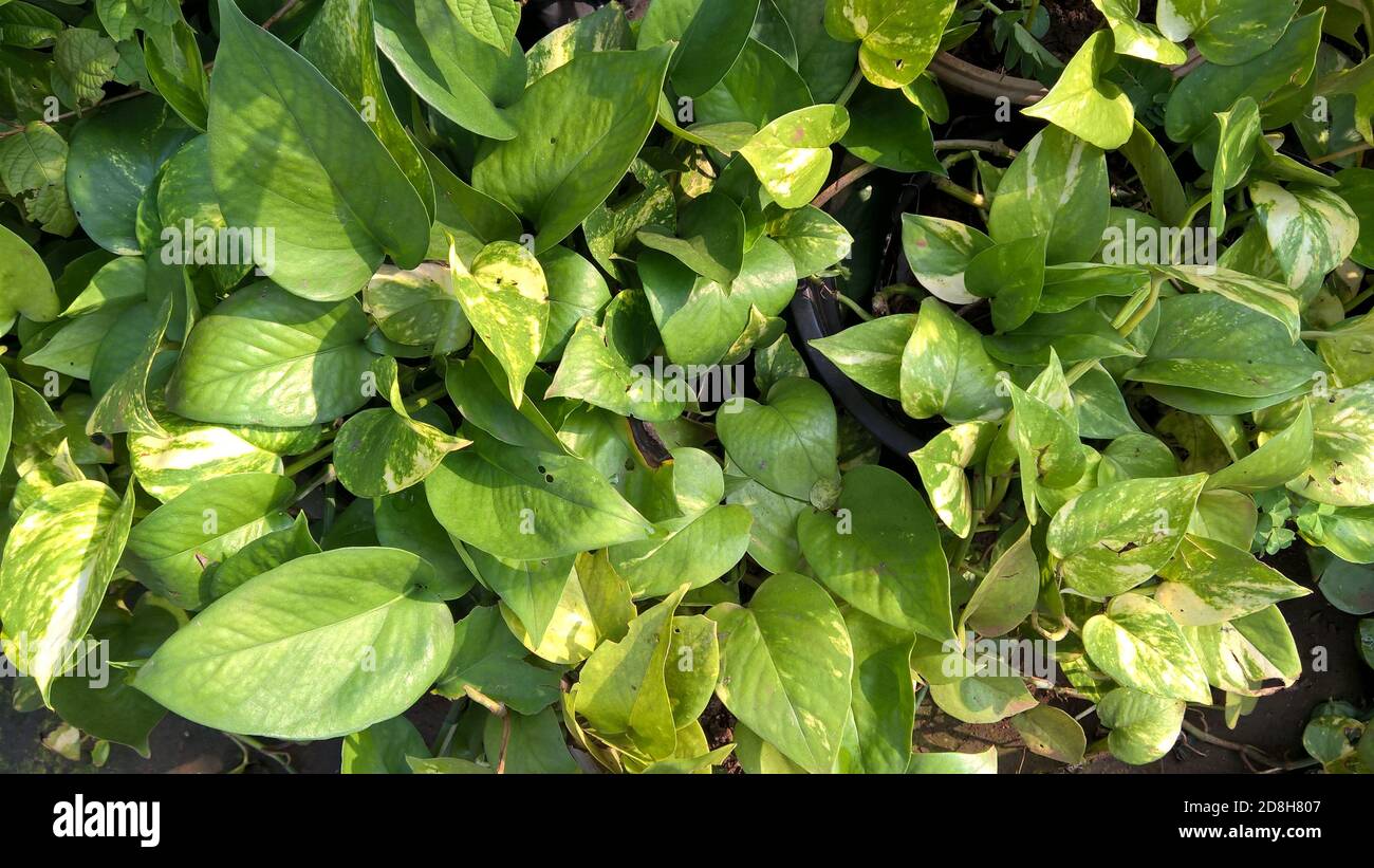 Epipremnum aureum oder golden Pothos oder Geldpflanze auch als Silberrebe, Salomonen Efeu, Marmor Königin und Taro Rebe genannt Stockfoto