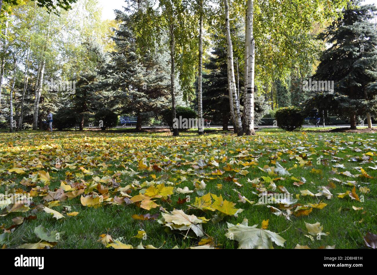 Beenden Sie den Sommer in einem Naturpark Stockfoto