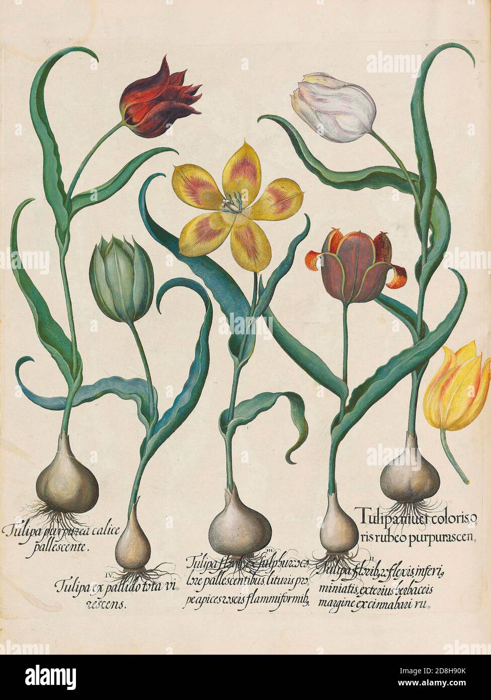 Tulpen, botanische Illustration von Basil Besler aus der Hortus Eystettensis, einem Codex von Basilius Besler aus dem Jahr 1613. Stockfoto