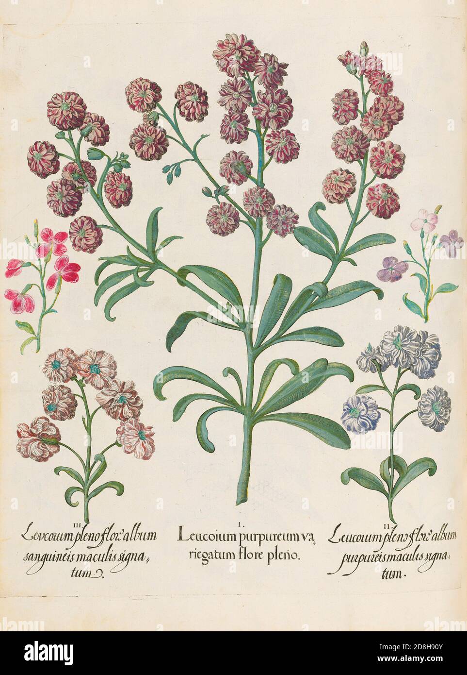 Leucoium purpureumva riegatum flore pleno, botanische Illustration von Basil Besler aus dem 1613 von Besler produzierten Codex The Hortus Eystettensis Stockfoto