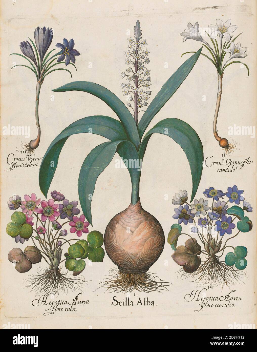 Crocus Vernus Flore Violacco. Scilla Alba, botanische Illustration von Basil Besler aus der Hortus Eystettensis, einem Codex von Besler aus dem Jahr 1613. Stockfoto