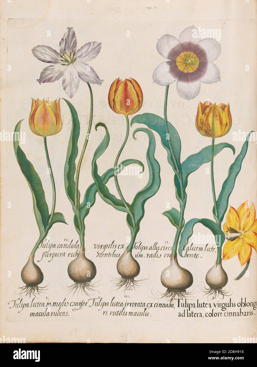 Tulpen. botanische Illustration von Basil Besler aus der Hortus Eystettensis, einem Codex von Basilius Besler aus dem Jahr 1613. Stockfoto