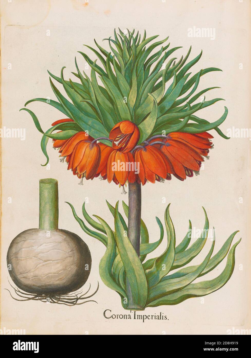 Corona Imperialis. Fritillaria imperialis. Basil Besler aus dem Buch Hortus Eystettensis, voll mit klassischen Illustrationen. 1613. Stockfoto