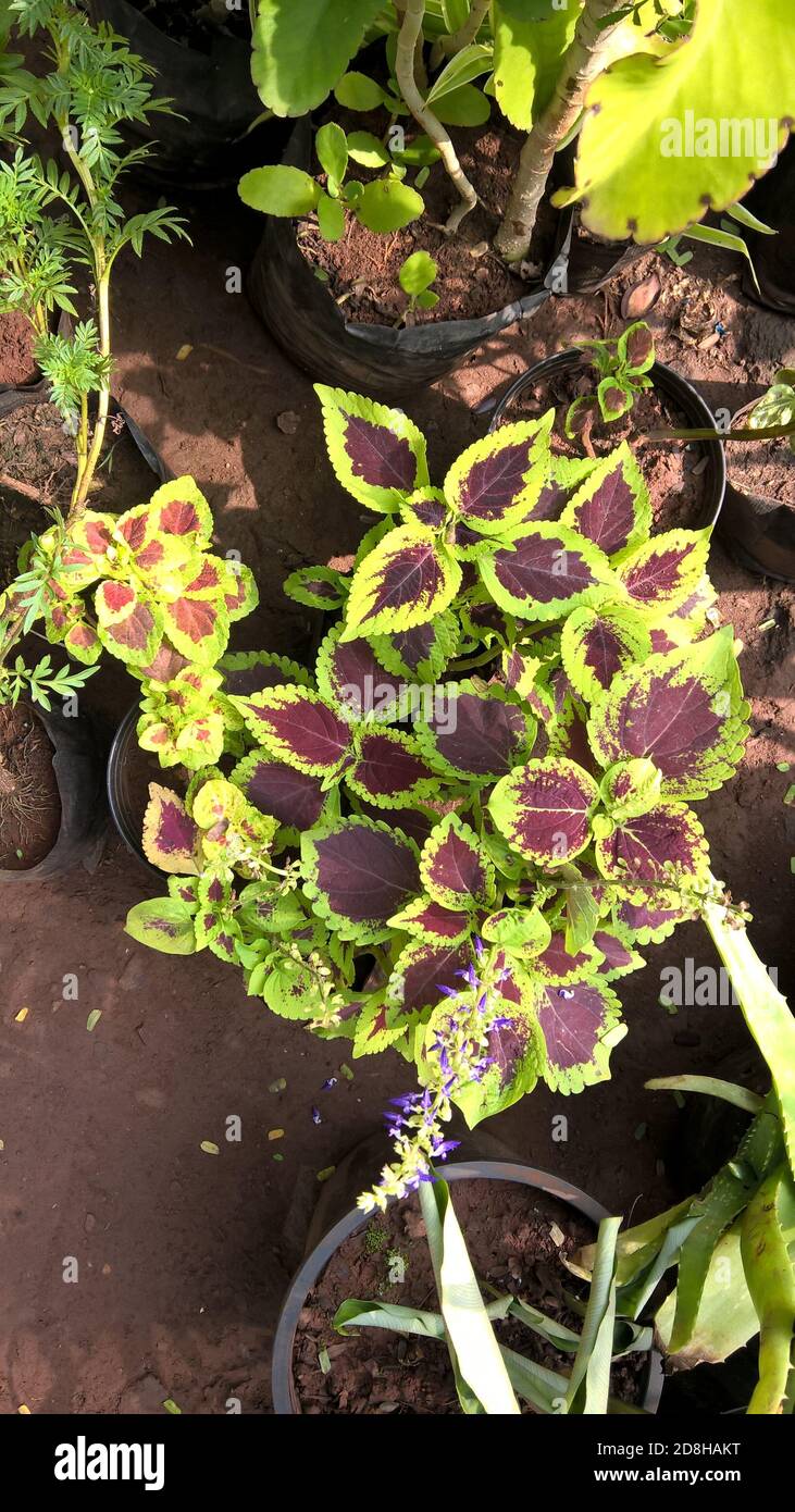 Landschaftlich schöner Blick auf Coleus Pflanzen auch Coleus blumei oder genannt Plectranthus scutellarioides Stockfoto