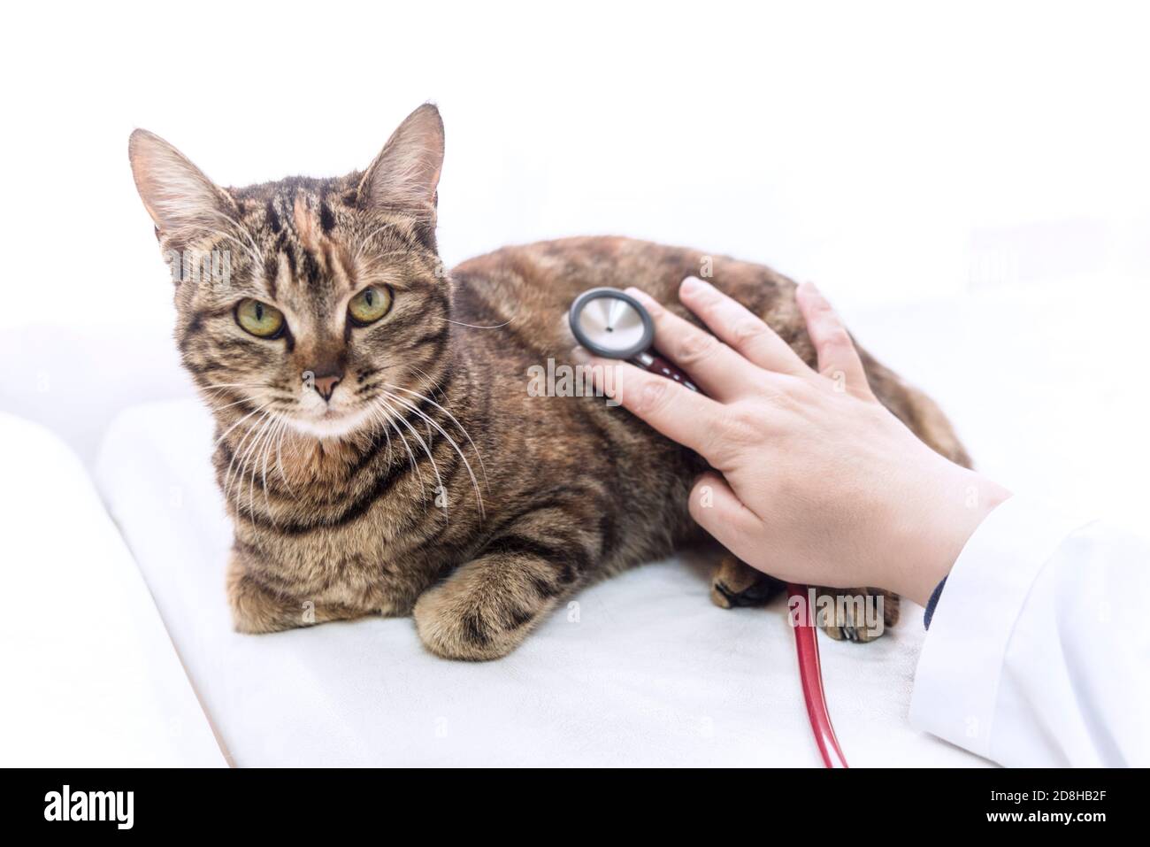 Eine Ärztin untersucht junge Katze auf weißem Hintergrund, aus nächster Nähe Stockfoto