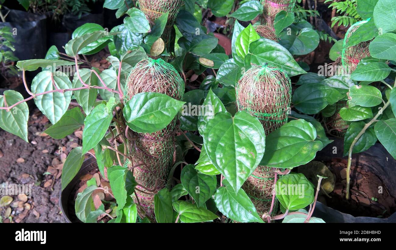 Landschaftlich schöne Aussicht auf Betel Blattpflanzen für Mehrzweck-Nutzung Stockfoto