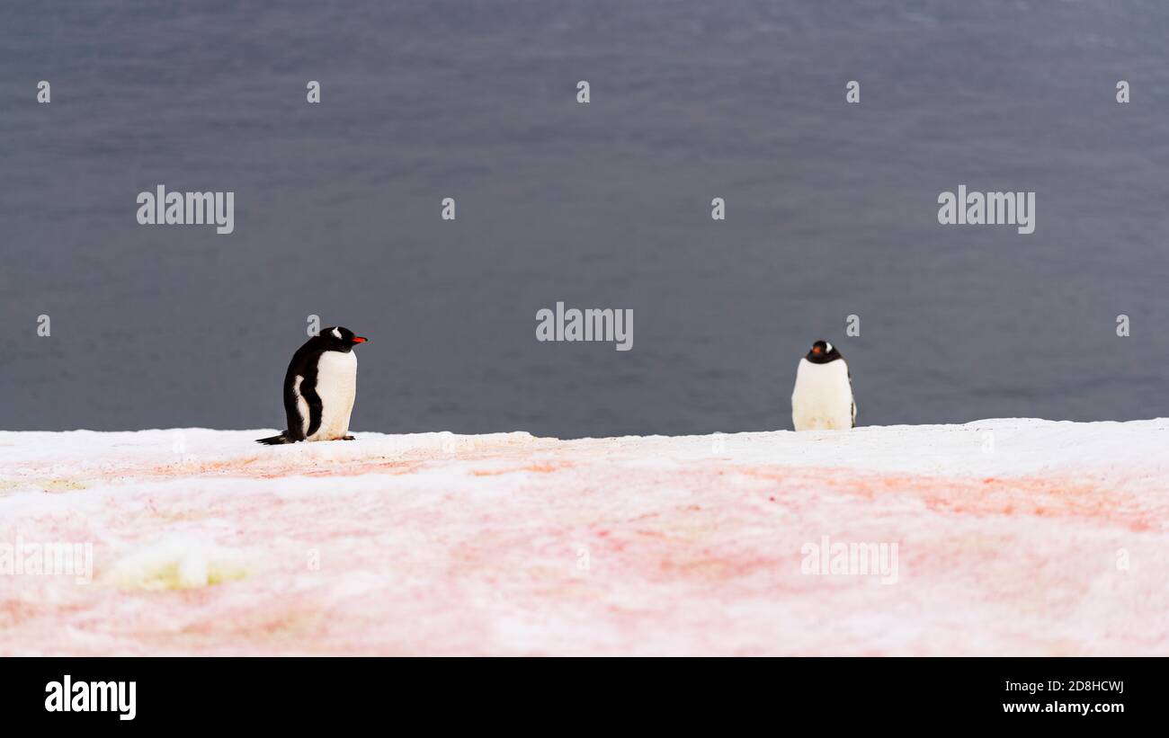 Paradise Bay ist ein weites Flussgebiet und eines der malerischsten Fjorde der Antarktis. Es ist ein natürlicher Pinguin Lebensraum und Heimat einiger Antarktisforschungsstat Stockfoto