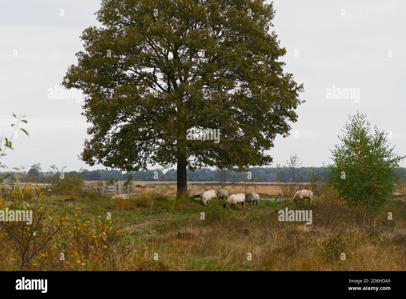 Schafe weiden auf dem Feld unter großen Baum. Horizontale Komposition, Vollformat Stockfoto