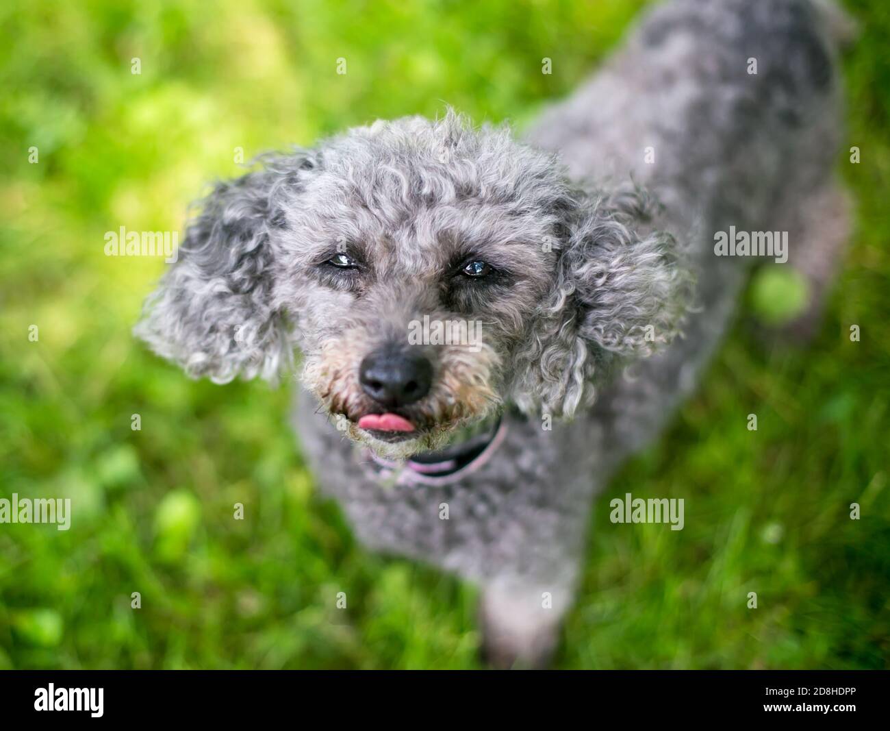 Ein grauer Zwergpudel Mischlingshund, der aufschaut Die Kamera und lecken ihre Lippen Stockfoto