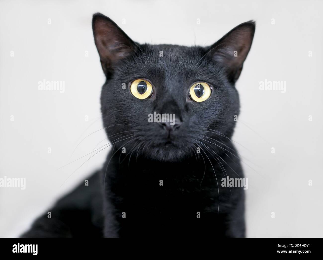 Eine schwarze Hauskatze mit gelben Augen und erweitert Schüler Stockfoto