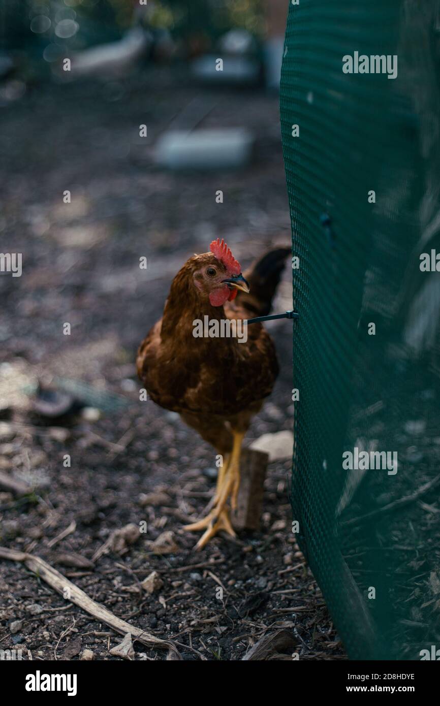 Ein junges braunes Hühnchen geht um einen Garten Stockfoto