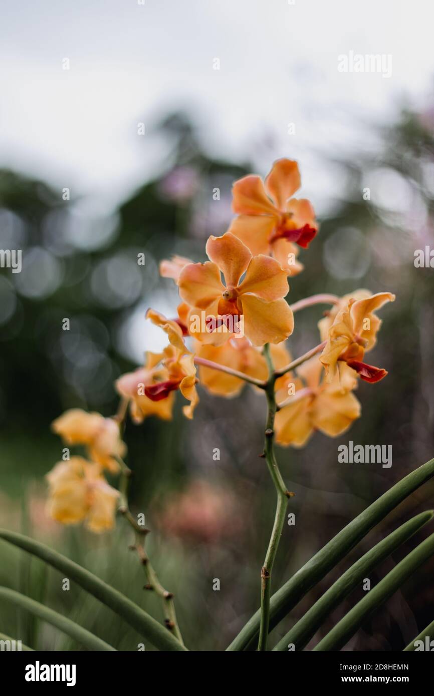 Leuchtend orange tropische Orchideen in Guadeloupe Stockfoto