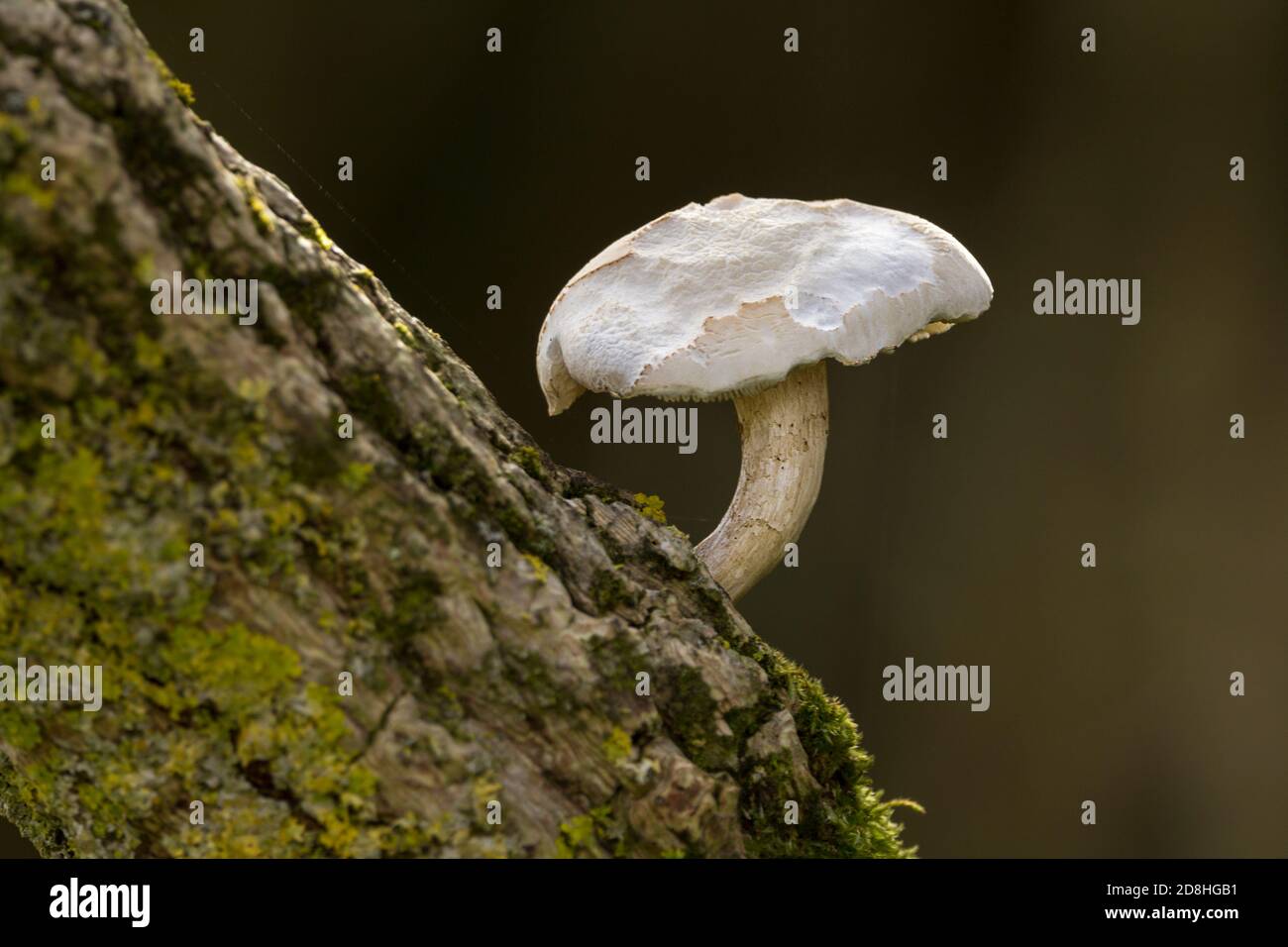 Kleine weiße Pilze nibbled Kappe schlanken gekrümmten Stamm wächst auf der Oberseite eines diagonalen Baumstamms im Querformat aufgenommen. Diagonale Komposition. Stockfoto