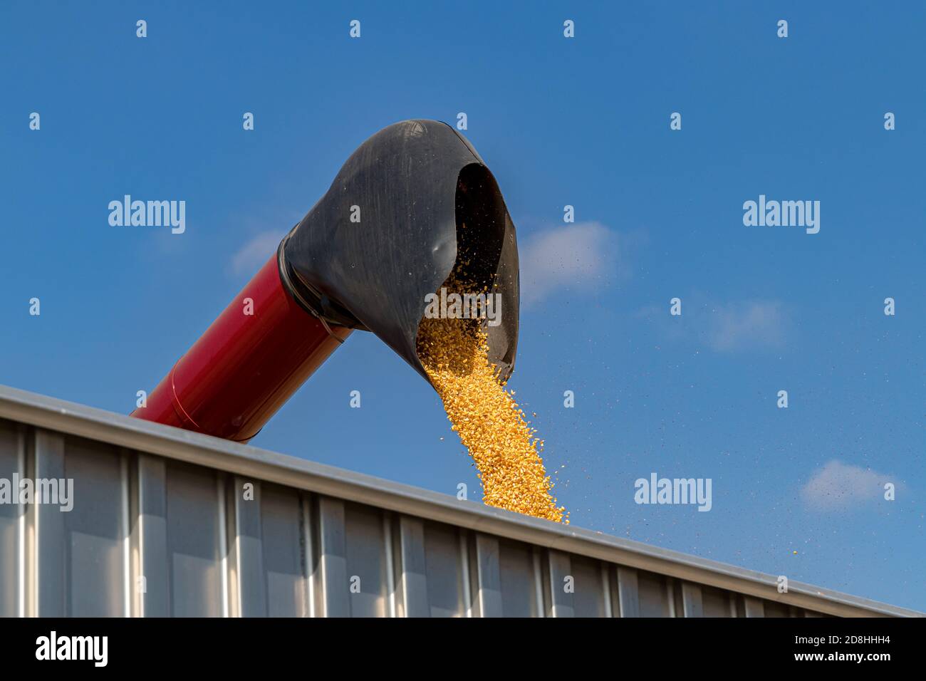 Kombinieren Sie Harvester Beladung Getreidewagen mit Maiskörnern während der Ernte. Konzept der Landwirtschaft Import, Export und Ethanol. Stockfoto