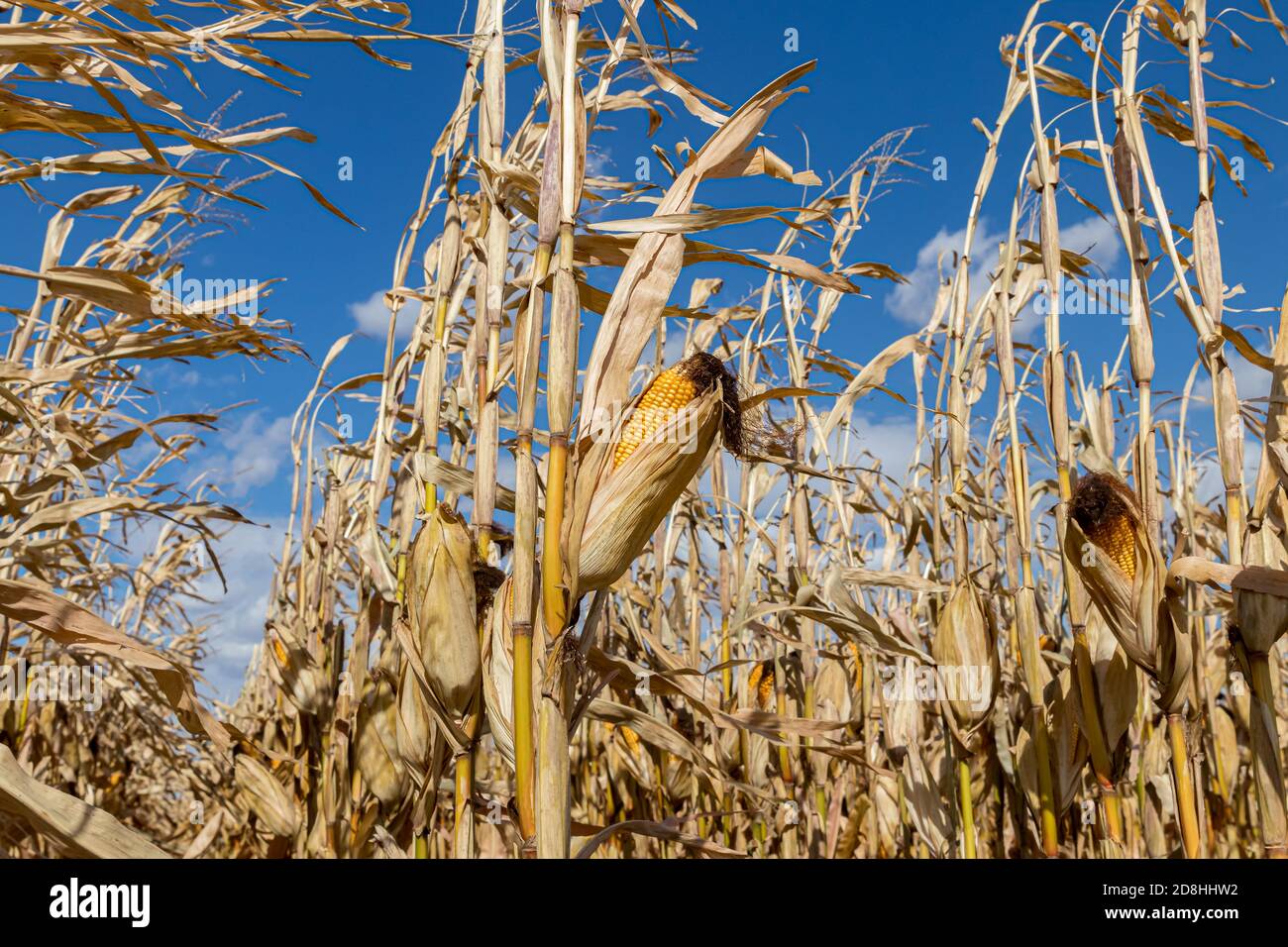 Nahaufnahme der Ähre des Mais auf dem braunen Kornstiel bereit für die Ernte. Konzept der Erntezeit, Landwirtschaft, Landwirtschaft und Ethanol. Stockfoto