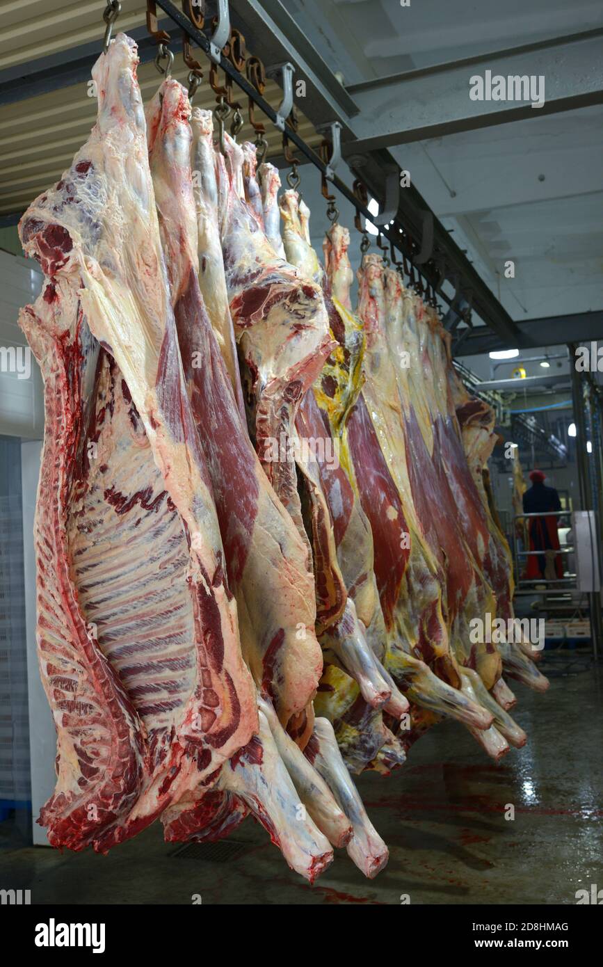 Schlachtkörper, rohes Fleischrind, in der Produktionshalle des Schlachthofs eingehakt Stockfoto