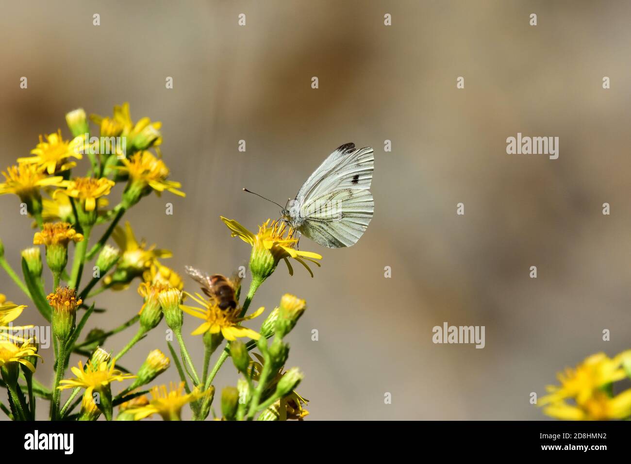 Makroaufnahme eines isolierten Exemplars von Grünadern (Pieris napi), einem Schmetterling der Familie der Pieridae, der in seinem natürlichen Ha fliegt und sich ernährt Stockfoto