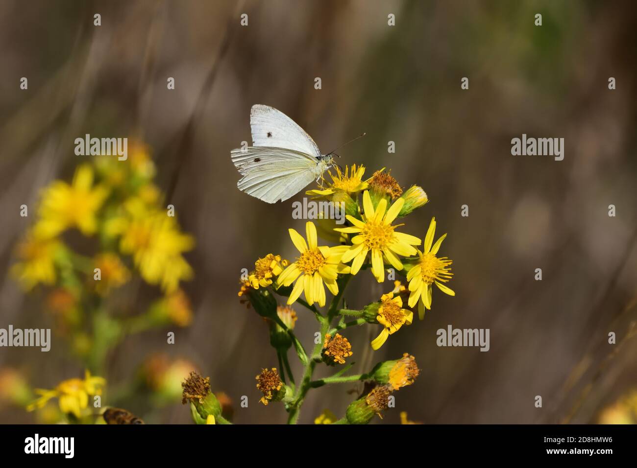 Makroaufnahme eines isolierten Exemplars von kleinem Weiß (Pieris rapae), einem Schmetterling der Familie Pieridae, der sich in seiner natürlichen Umgebung ernährt. Stockfoto