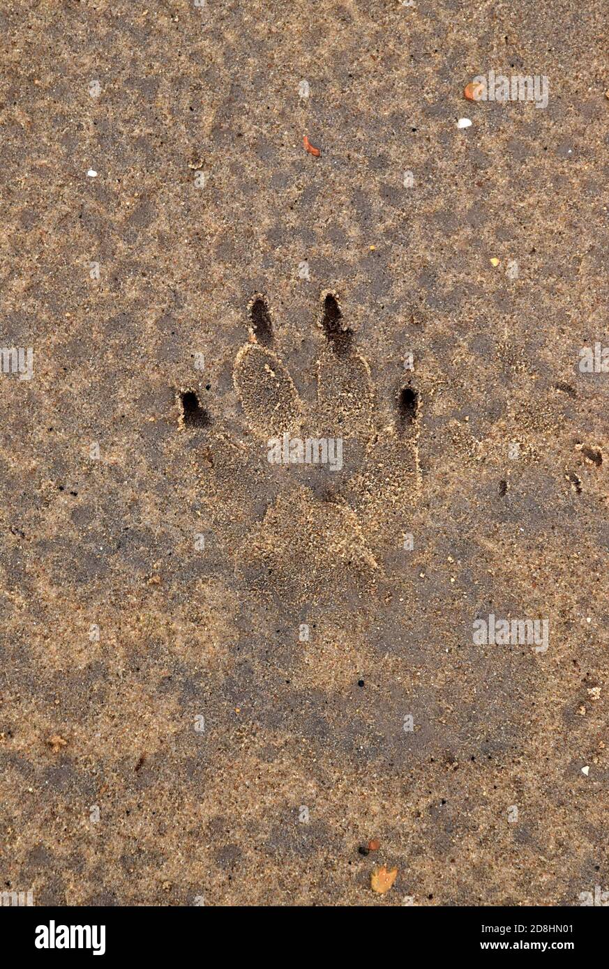 Pfotenmarke in nassem Sand, norfolk, england, großbritannien Stockfoto