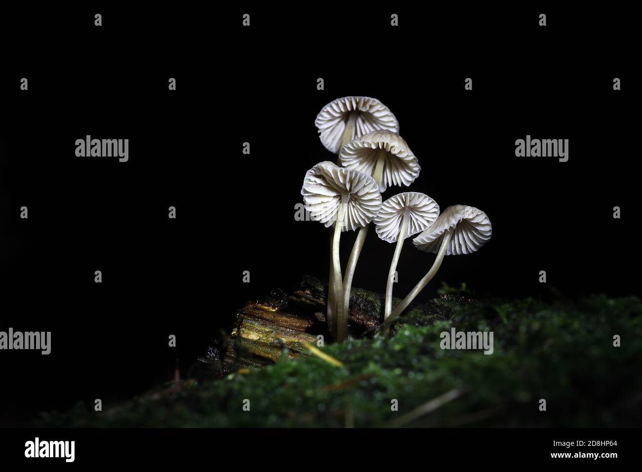 Unterseite von Pilzen mit Kiemen (Mycena sp?), North Pennine Pine Woodland, Teesdale, UK Stockfoto