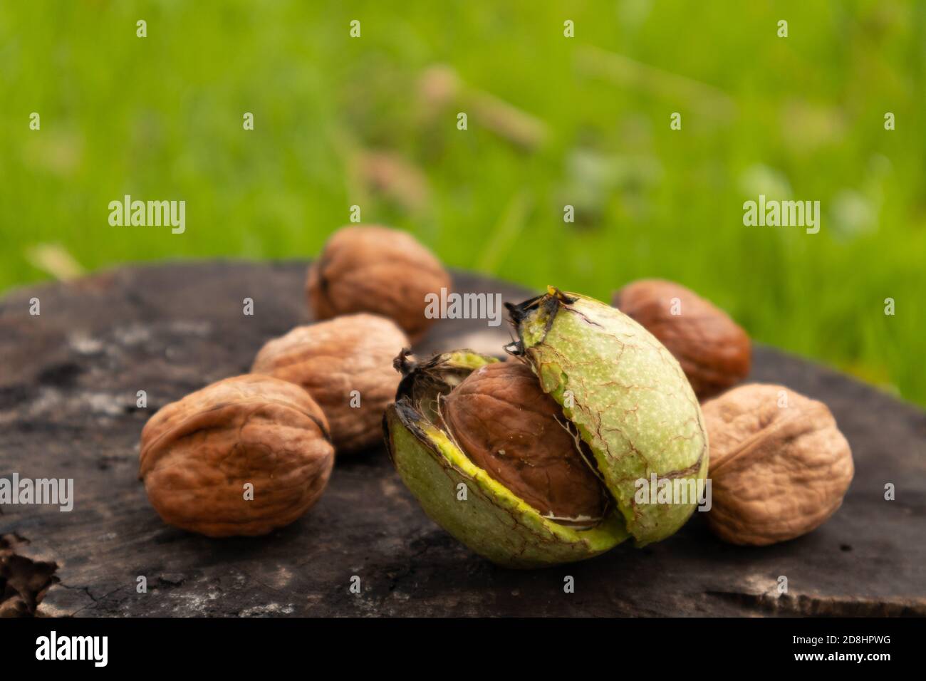 Grüne Blätter und unreife Walnuss. Früchte einer Walnuss. Stockfoto