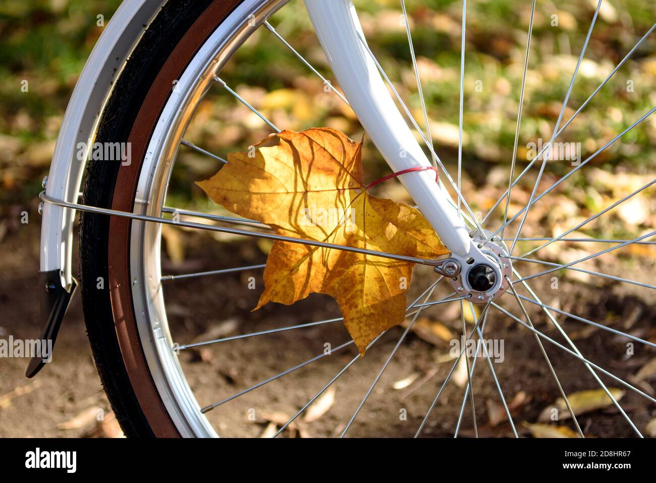 Herbst bunte Blätter auf einem Fahrrad. Nahaufnahme eines Fahrradrades im Herbstwald. Fahren Sie mit dem Fahrrad Stockfoto