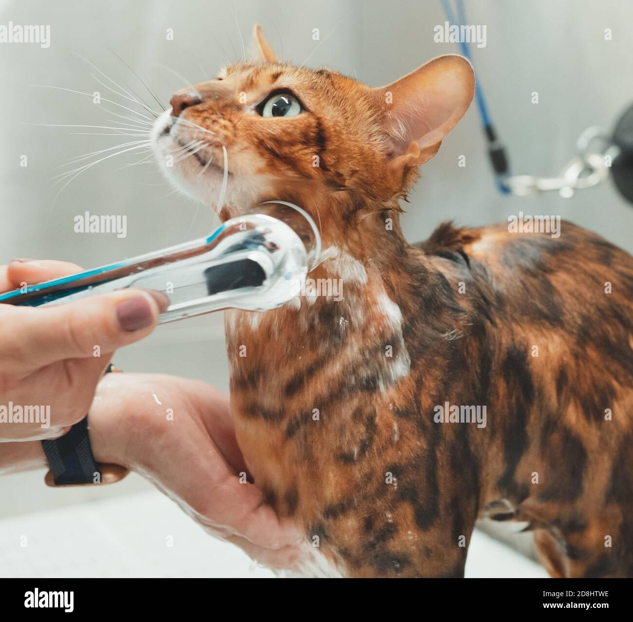 Frau waschen Katze in Pflege Salon. Katzenbaden. Stockfoto