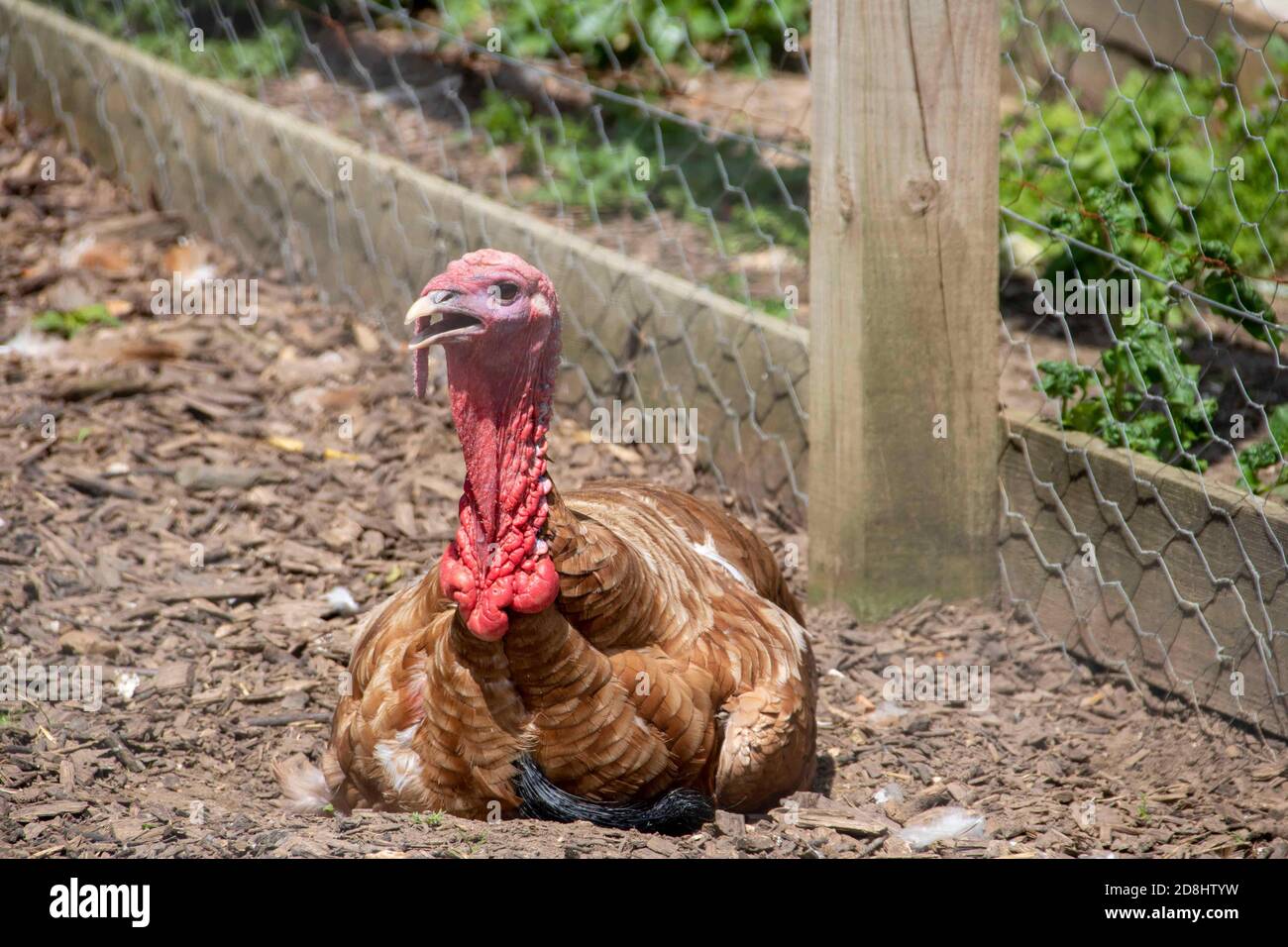 Ein putenvogel, der in der Sonne sitzt Stockfoto