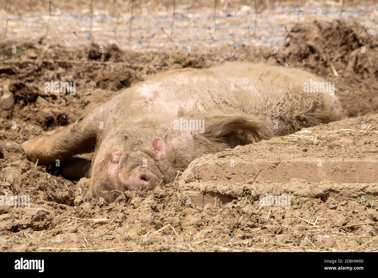 Glücklich wie ein Schwein im Dreck Stockfoto