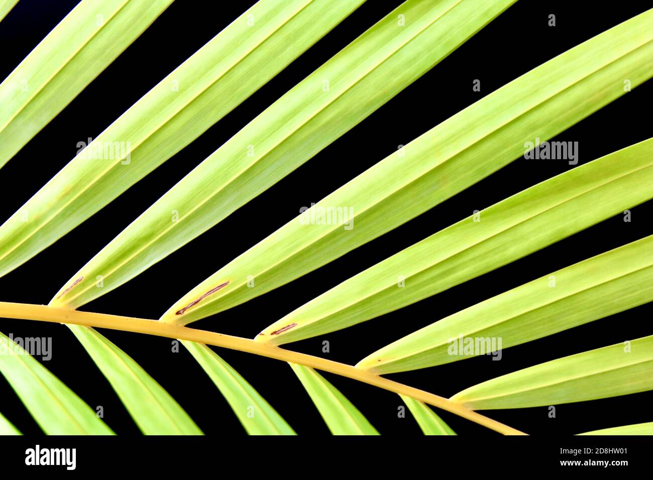 Nahaufnahme einer Areca-Palme (Dypsis lutescens) Stockfoto