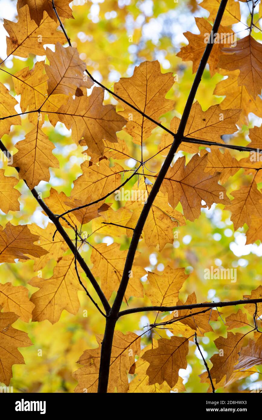 Hellgelbe Herbstblätter auf Baumzweig, Newbury, Berkshire, England, Vereinigtes Königreich, Europa, Stockfoto