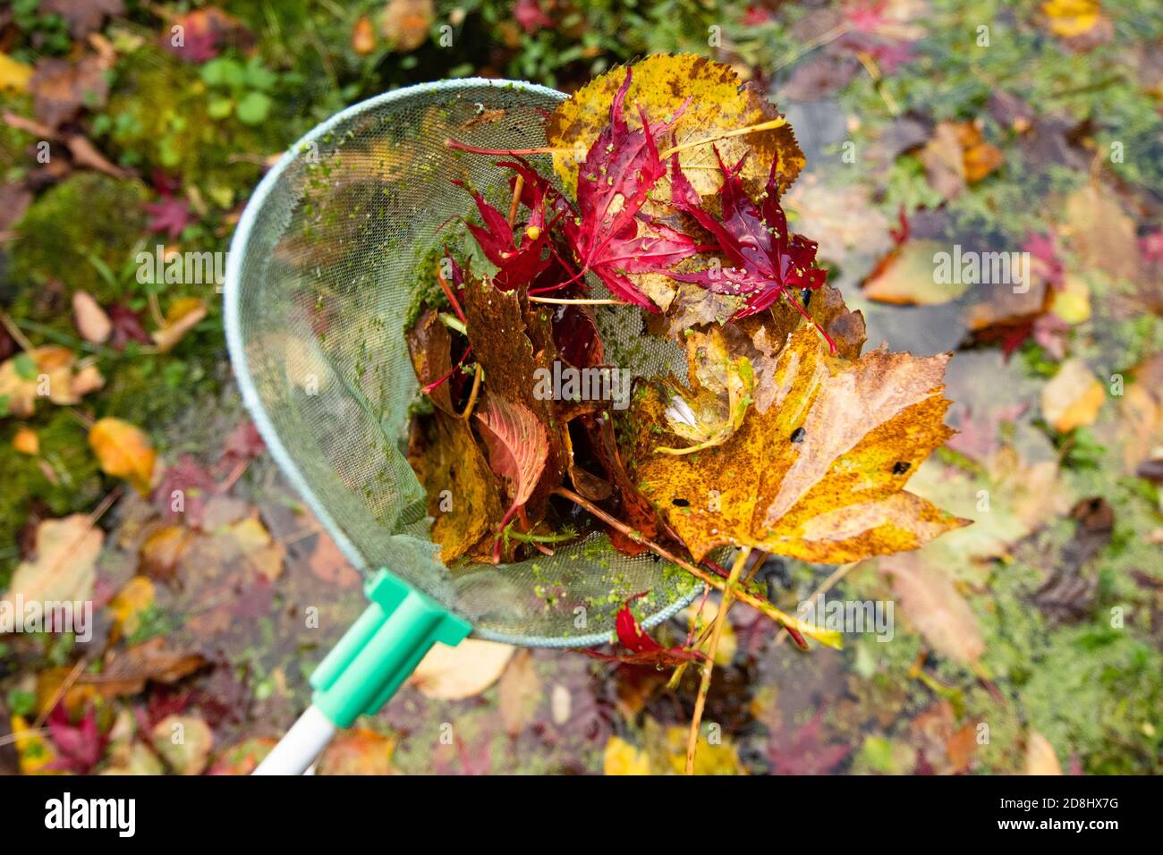 Laub und Entenkraut aus einem kleinen Gartenteich Im Herbst mit einem Fangnetz - UK Stockfoto