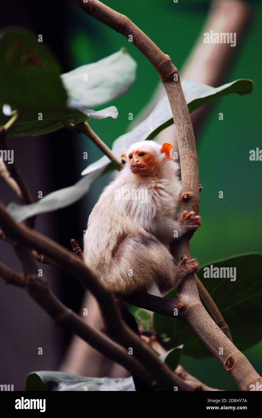 Silberner Pygmäen-Marmoset (Mico argentatus). Neue Welt-Affengattung, die in den Regenwäldern des östlichen Amazonasbeckens beheimatet ist. Südamerikanischer Gummifutterer oder Gummivore Stockfoto