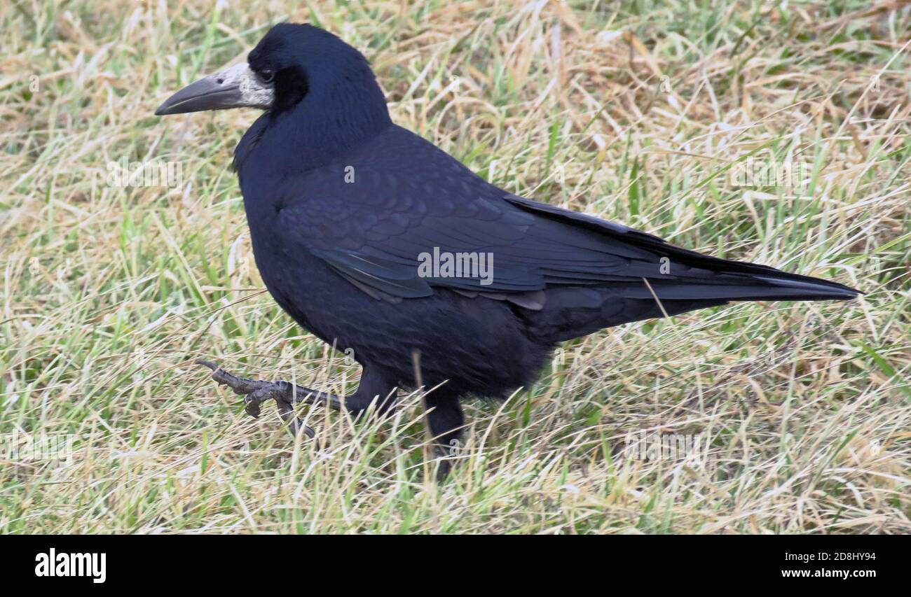 Turm auf dem Feld (Corvus frugilegus) Rook Vogel Stockfoto