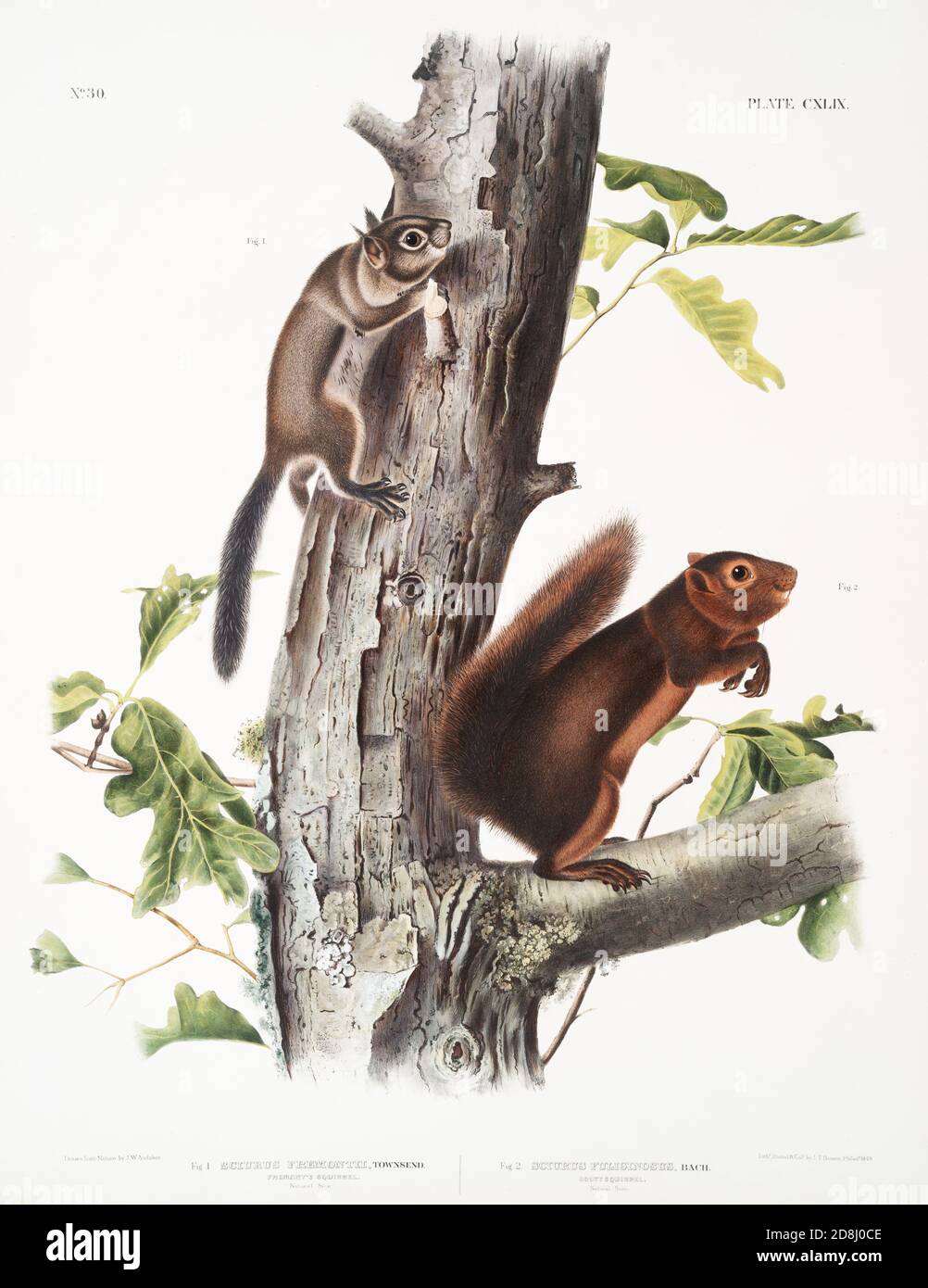 Illustrationen aus den viviviparösen Vierbeiner Nordamerikas von John James und John Woodhouse Audubon. Stockfoto