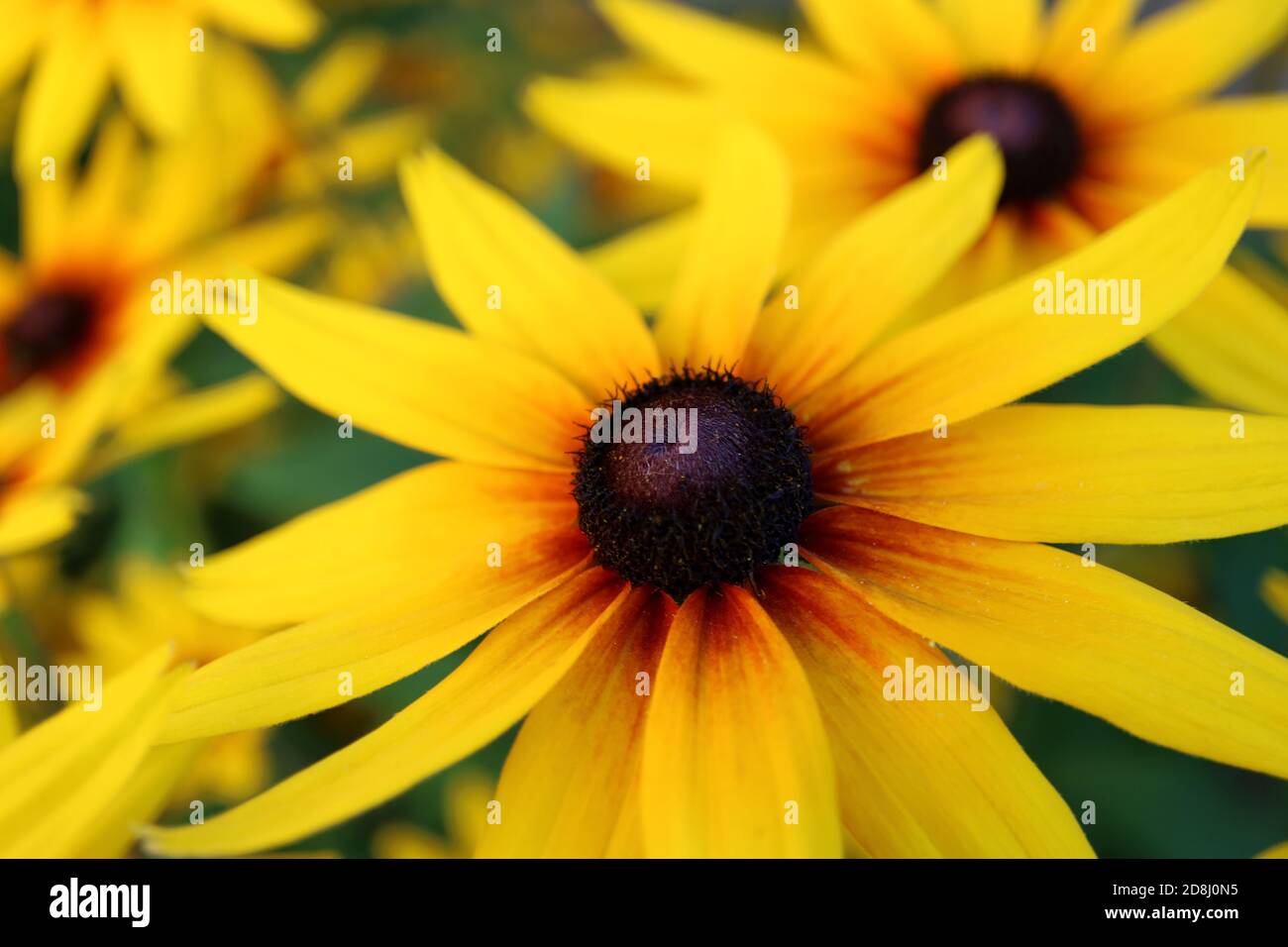 Coneflower rudbeckia, coneflower rudbeckia bicolor ist ein Pflanzengenie in der Familie der Sonnenblumen, Koneblümchen mit gelben und roten Blütenblättern, Koneblümchen Stockfoto