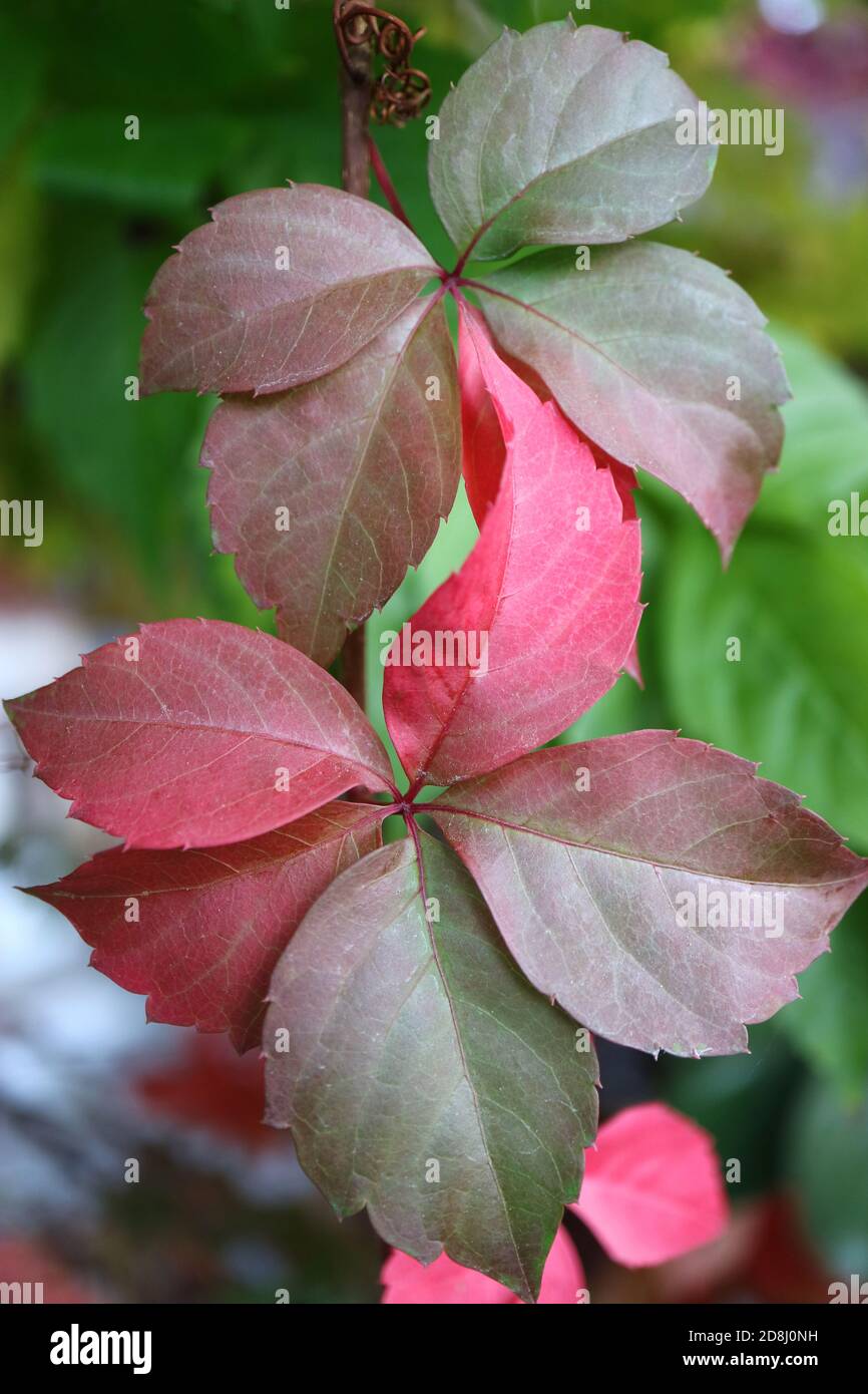 Rote und grüne Herbstblätter, bunte Blätter Makro, Herbstblätter im Garten, bunte Blätter mit Mustern, Makrofotografie, Stock Bild Stockfoto