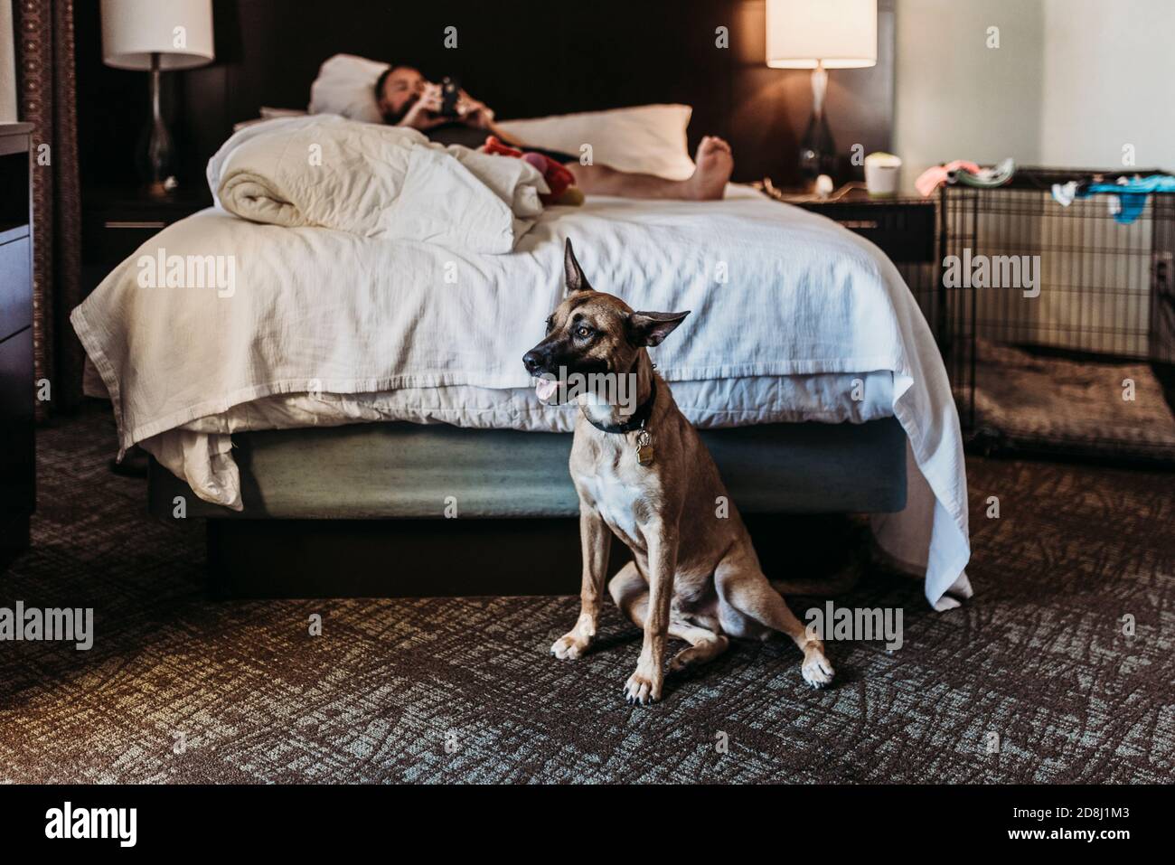 Porträt eines jungen deutschen Schäferhundes mit Knochen in Hotelzimmer Stockfoto