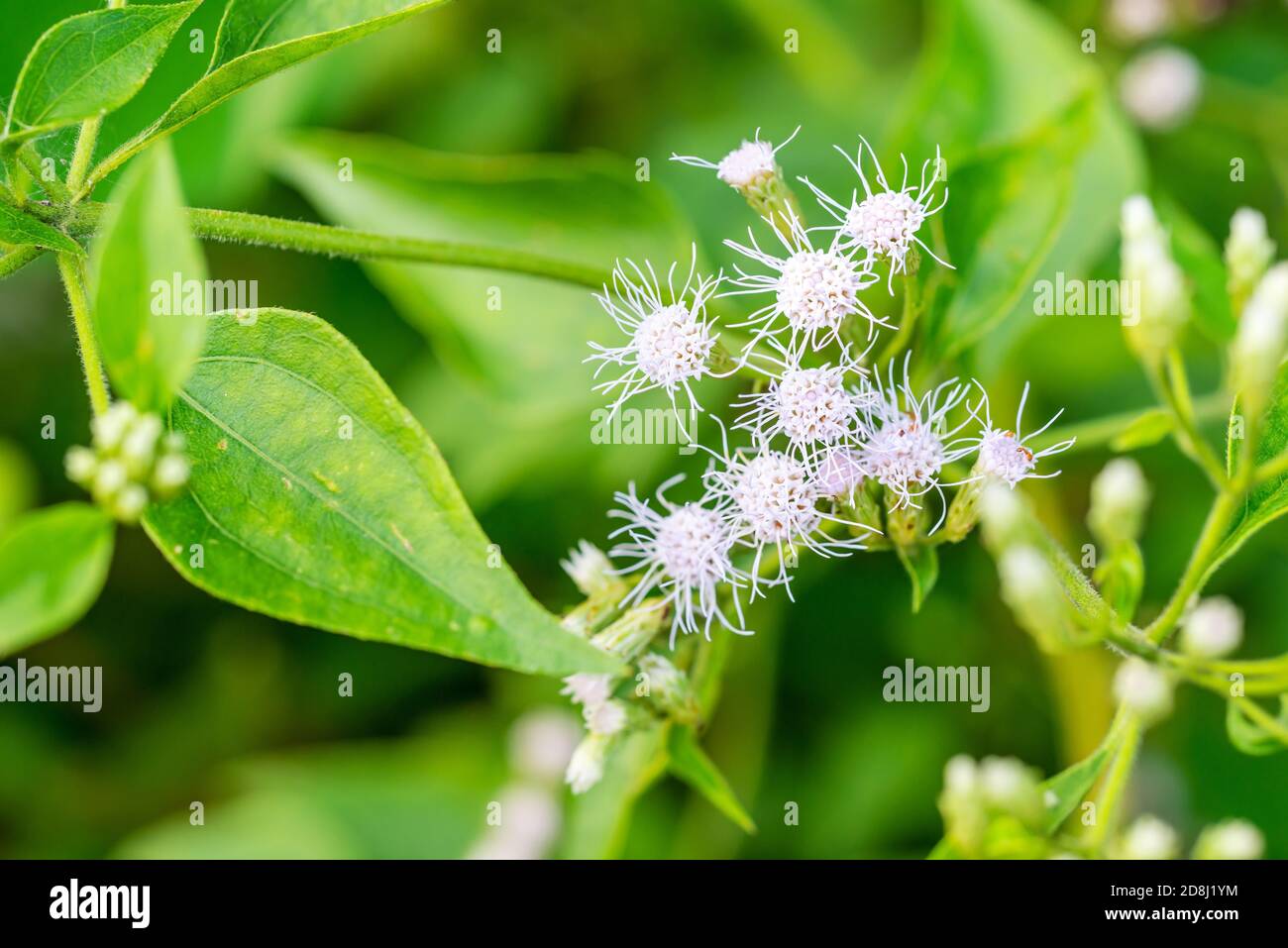 Ageratum conyzoides Blume mit verschwommenem grünen Blatt in ländlicher Umgebung, selektive Fokusblüte, Makro Stockfoto