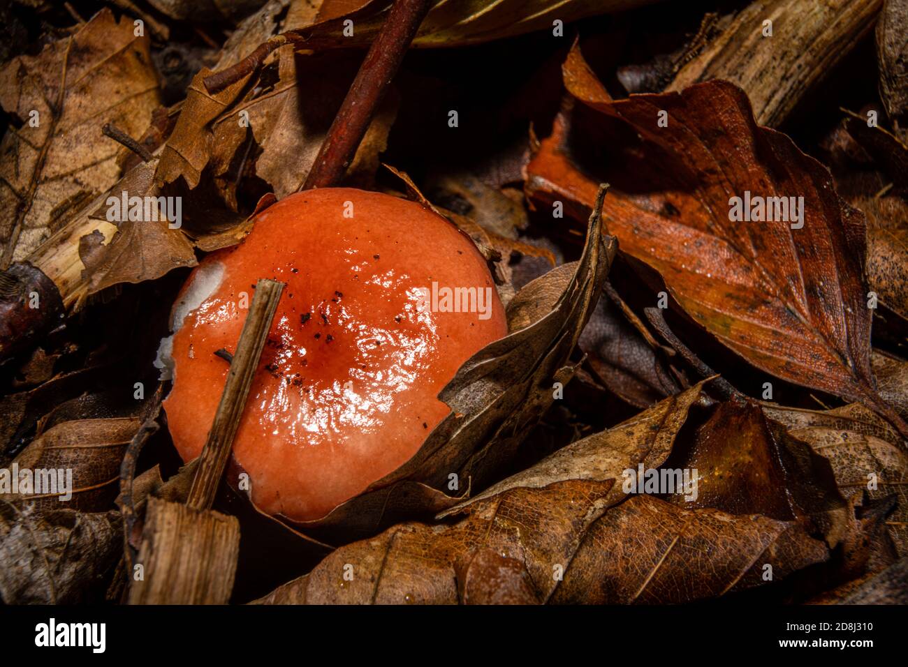 Nahaufnahme eines roten Pilzes in einem Wald. Braune Herbstblätter im Hintergrund. Bild aus Bokskogen, Malmö, Südschweden Stockfoto