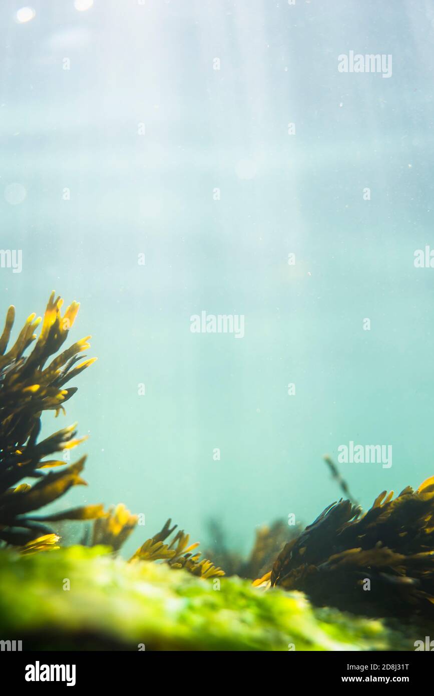 Unterwasser Atlantische Algen Sorten in flachem Wasser Stockfoto