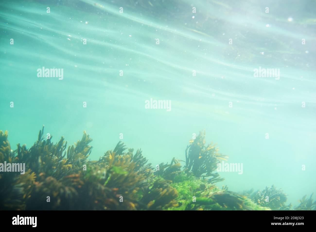 Unterwasser Atlantische Algen Sorten in flachem Wasser Stockfoto