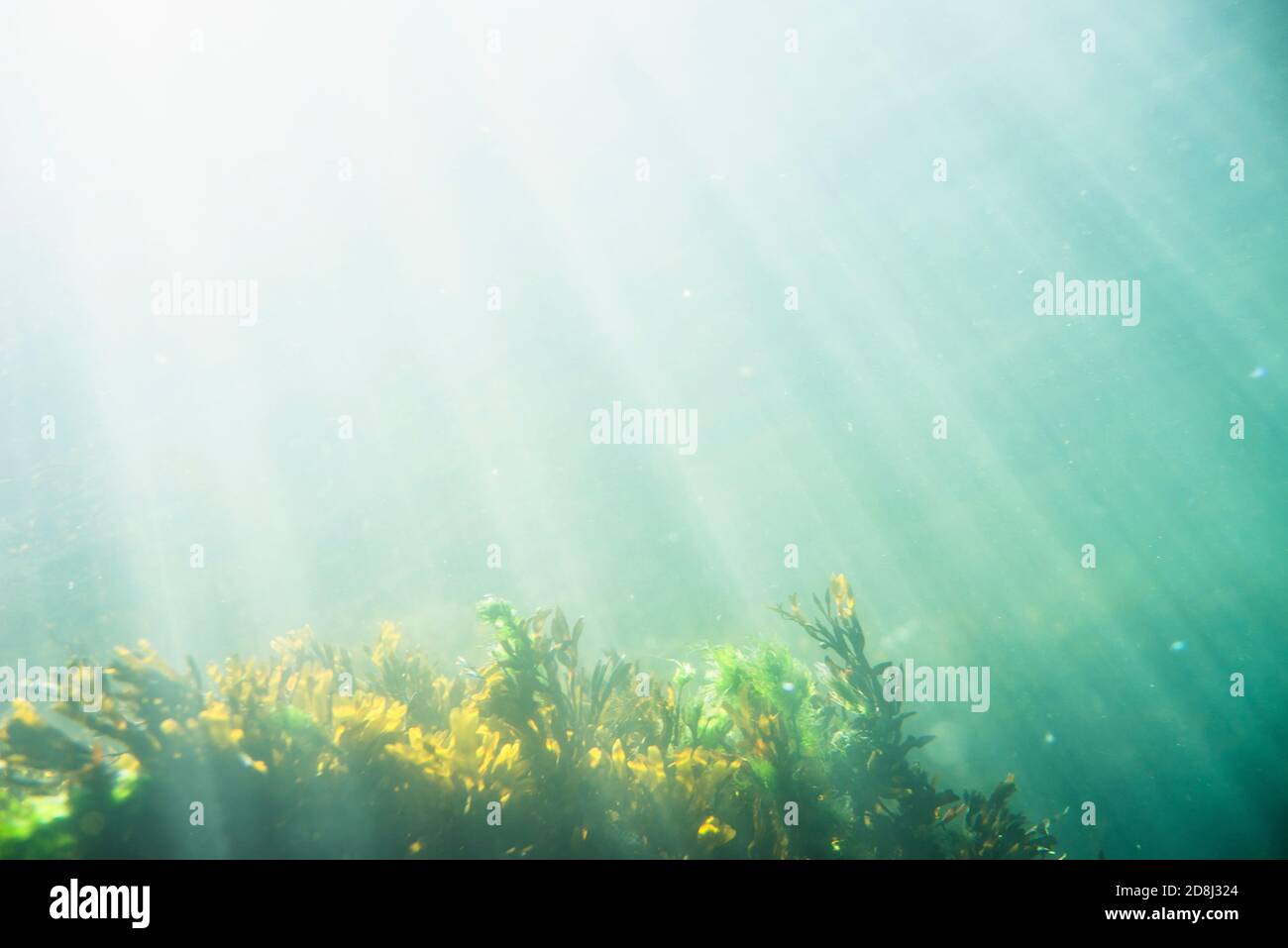 Unterwasser Atlantische Algen Sorten in flachem Wasser Stockfoto