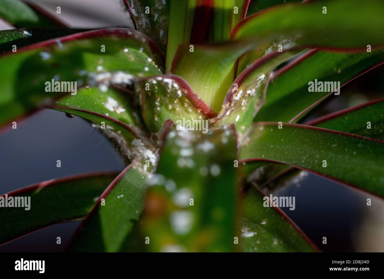 Kolonie von Malybugs Pseudococcidae scabies Diaspididae Angriff auf die  Hauspflanze Dracaena Stockfotografie - Alamy