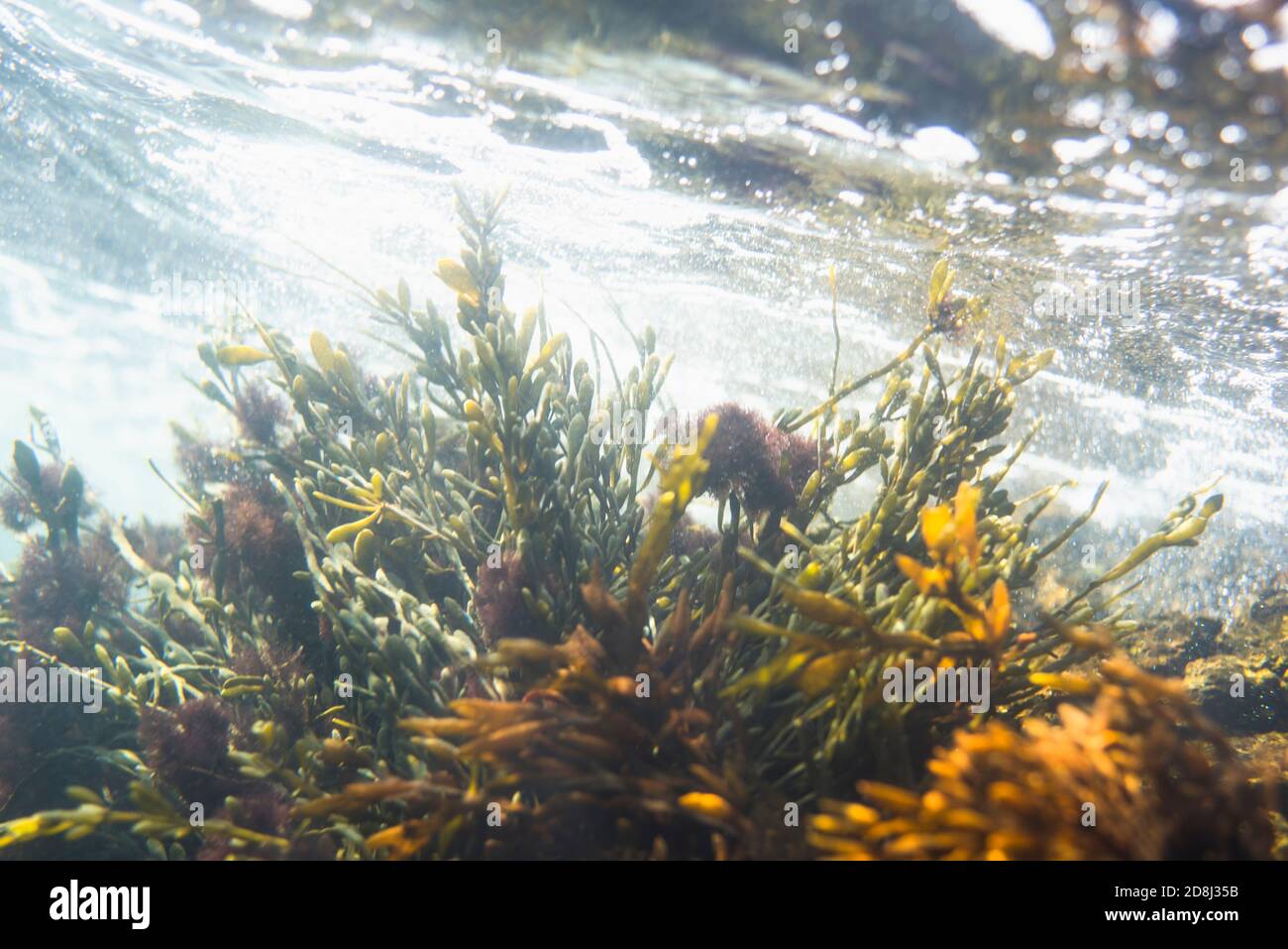 Unterwasser Atlantische Algen Sorten in flachem Wasser Stockfoto