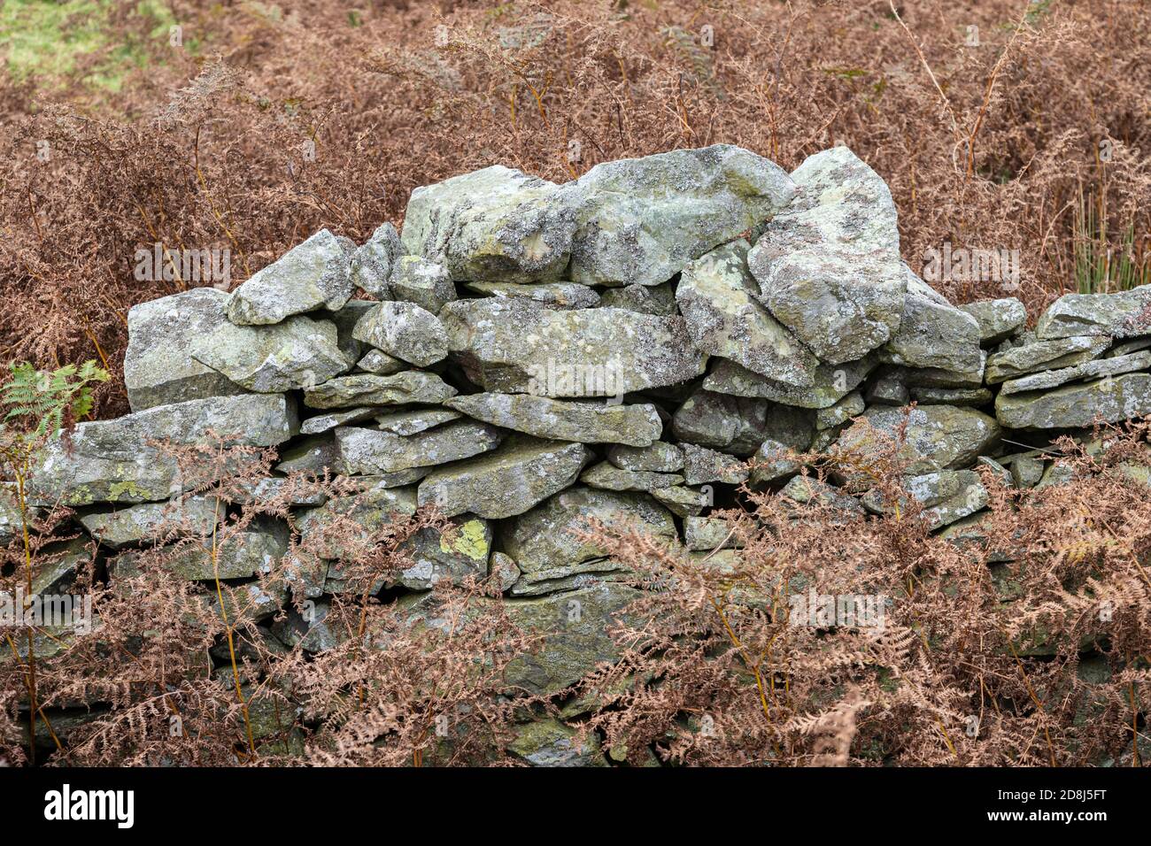 Trockensteinmauer in der Nähe von Cilcain, Nordwales Stockfoto