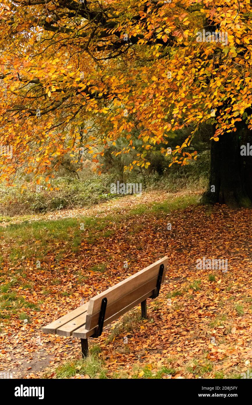 Hamstead Heath während London in Tier 3 Lockdown wegen Corona Virus. Stockfoto