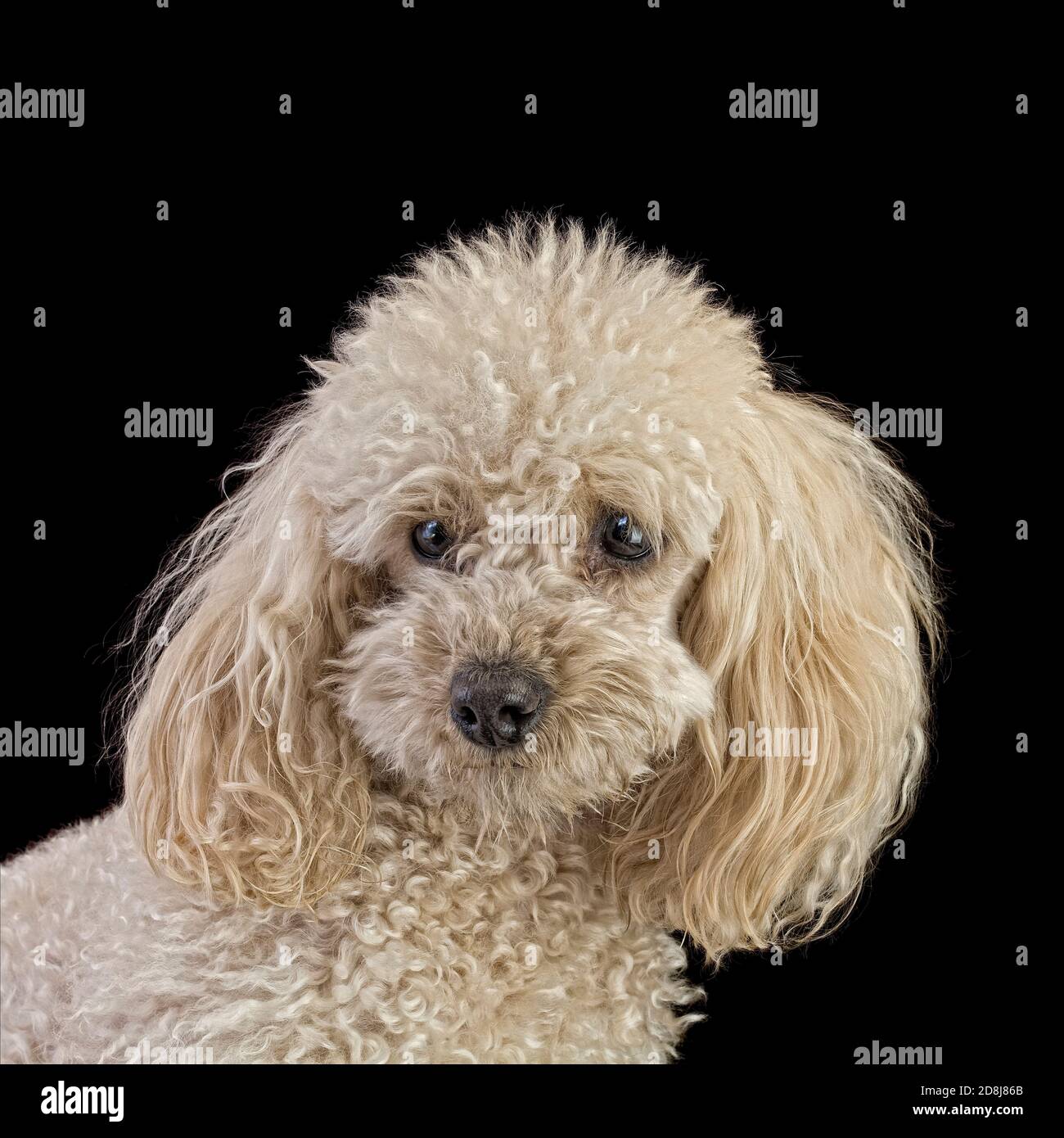 Aprikose Medium Pudel isoliert auf schwarzem Hintergrund Stockfoto