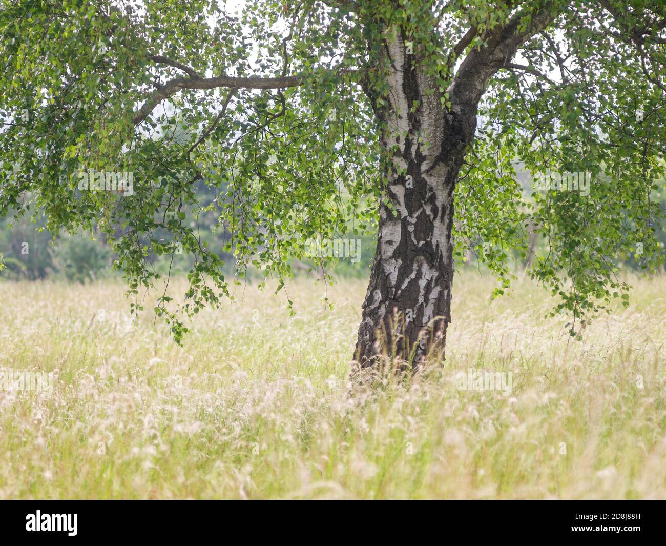 Birke in einem grasbewachsenen Feld Stockfoto