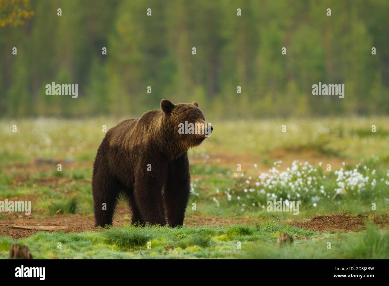 Wilder europäischer Braunbär (Ursus arctos), der in der Nähe von Wald steht. Viiksimo Finnland. 25.06.2013. Stockfoto